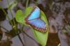Schmetterlingspark-Alaris-Buchholz-110514-DSC_0689.JPG