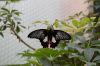 Schmetterlingspark-Alaris-Buchholz-110514-DSC_0702.JPG