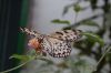 Schmetterlingspark-Alaris-Buchholz-110514-DSC_0704.JPG