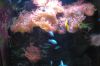 Aquarium-Berlin-2017-171205-DSC_9871.jpg