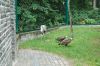 Tierpark-Berlin-130810-DSC_0802.JPG