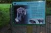 Tierpark-Neumuenster-130824-DSC_0554.JPG