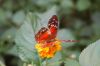 Schmetterlingspark-Alaris-Wittenberg-130830-DSC_0104.JPG