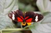 Schmetterlingspark-Alaris-Wittenberg-130830-DSC_0106.JPG