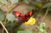 Schmetterlingspark-Alaris-Wittenberg-130830-DSC_0111.JPG