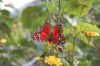 Schmetterlingspark-Alaris-Wittenberg-130830-DSC_0317.JPG